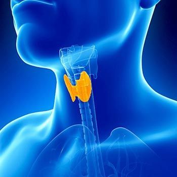 función de la tiroides