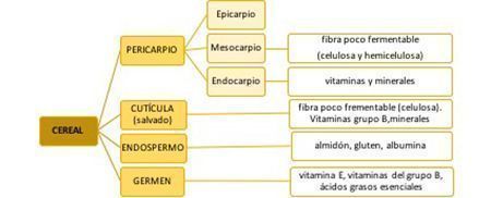 partes del cereal
