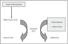 como medir niveles vitamina b12