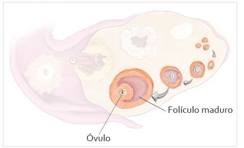 fases de la evolución